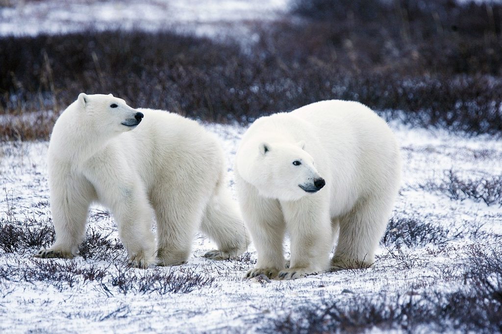 July 11, World Population Day and Effect of Global Warming