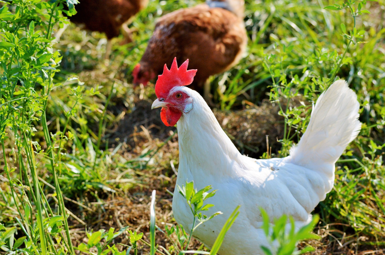 Detailed Plan For Biosecurity And Health On Poultry Farm