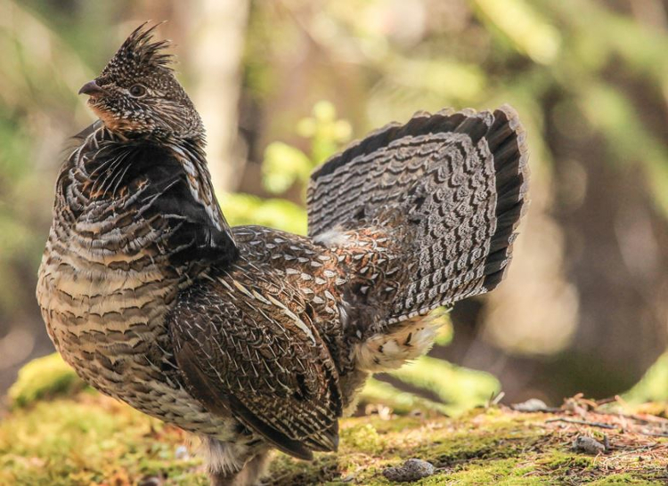 Ruffed Grouse Hunting With A Dog