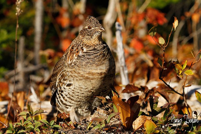 Ruffed Grouse Shooting Tips From A Professional Hunter